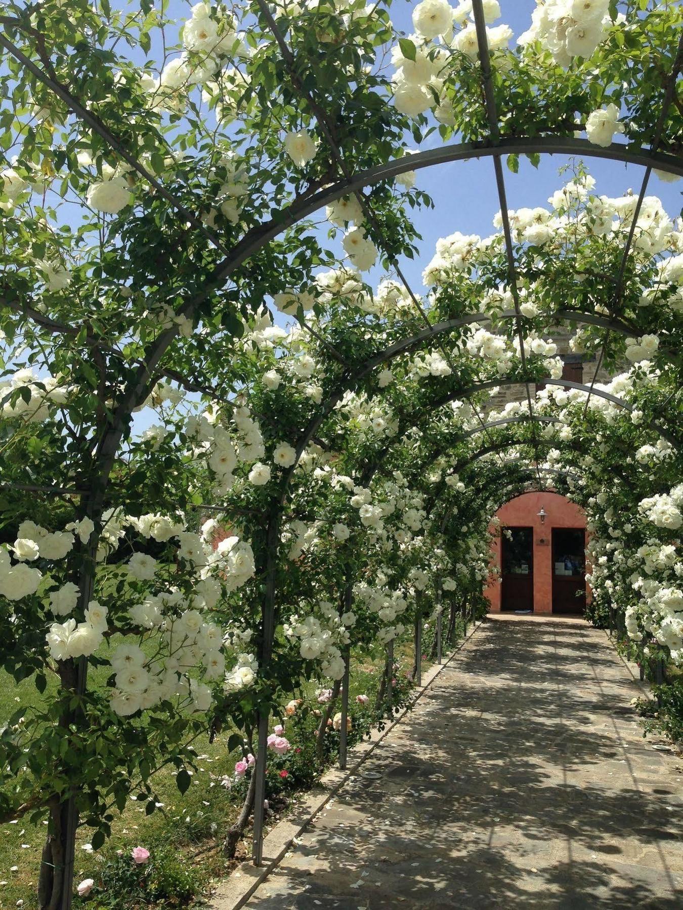 Agriturismo Casale Le Selvette Ripa Exteriör bild